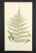 Cyathea Dealbata British