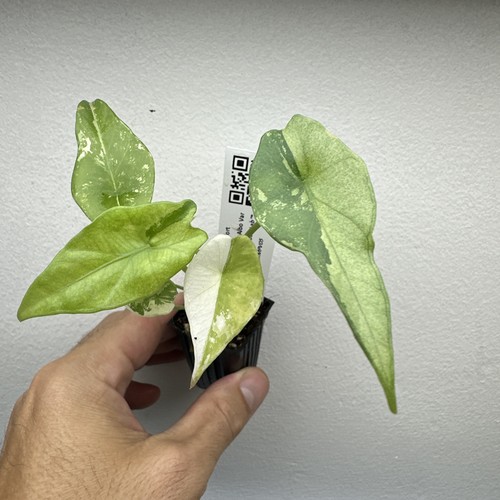Alocasia simpo albo - alocasia,
