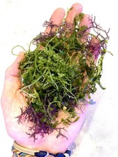 Rare Marine Macro Algae Mix