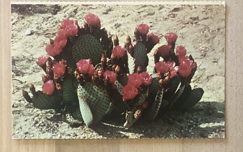 Postcard beaver tail - -,