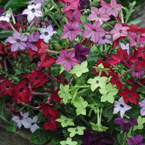 Tobacco plant nicotiana eau - tobacco,