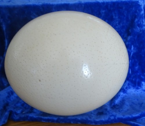 Blown ostrich eggs - blown,