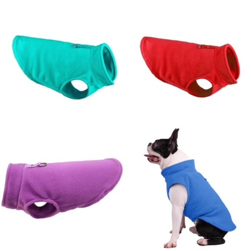 Dog puppy pet cat - dog,