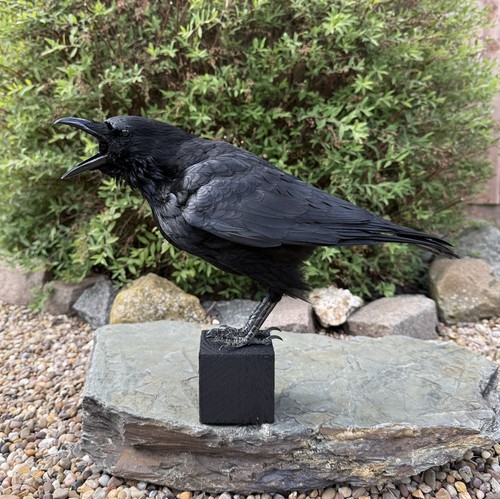 Taxidermy calling crow - taxidermy,