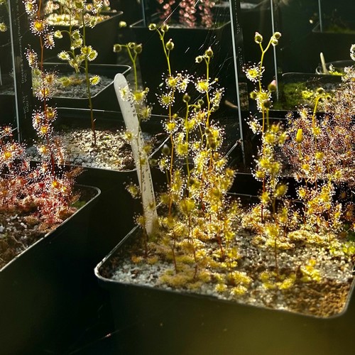 Carnivorous drosera hookeri - carnivorous,