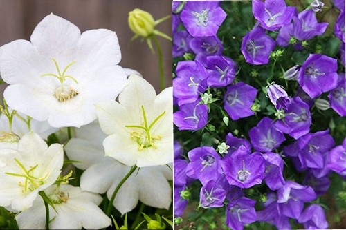 Mixed campanula carpatica - 6,