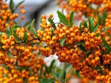PYRACANTHA COCCINEA RED