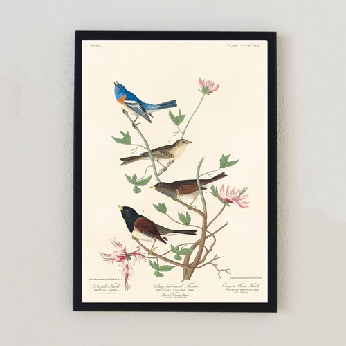 Vintage bird illustration - vintage,