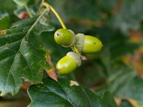 Oak quercus robur english - oak,,