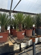 Yucca Filifera (St. Peter’s Palm) 2-3 Ft Height 30 L Pot Over 100 Available