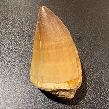 Large Mosasaur Tooth Fossil