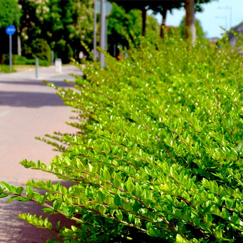 Lonicera nitida hedging box - nitida,
