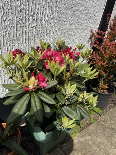 Rhododendron evergreen - rhododendron,