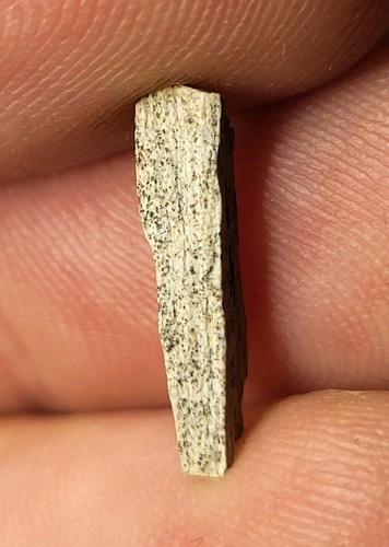 Rex tooth shard 15mm - t-rex, hell