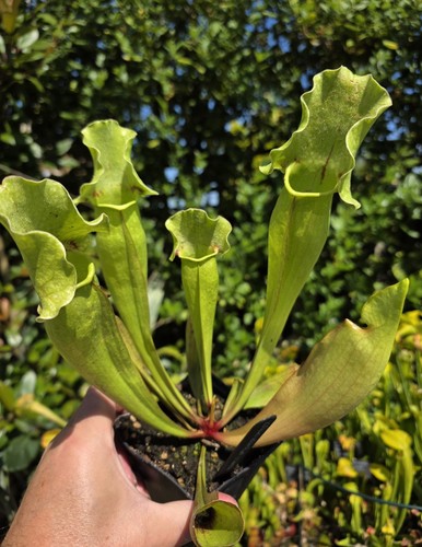 Sarracenia purpurea hybrid - purpurea,