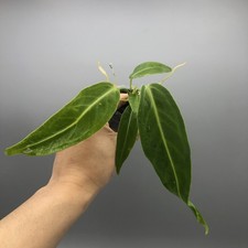 Anthurium warocqueanum #12