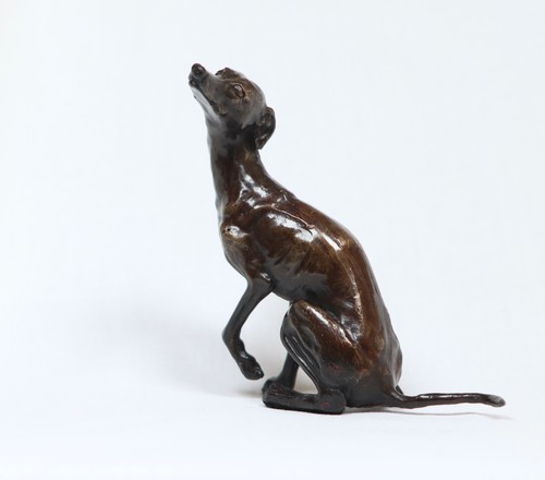 Whippet looking solid hot - whippet,
