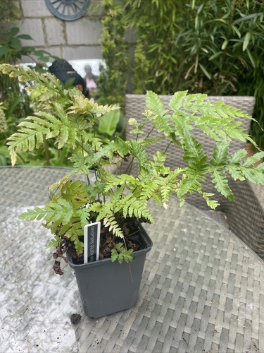 Fern dryopteris golden - dryopteris,
