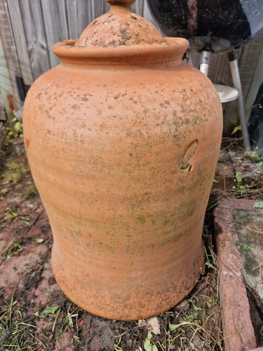 Terracotta rhubarb forcer with - rhubarb,