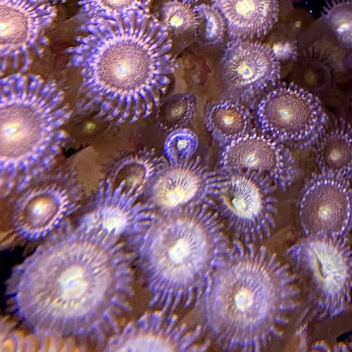 Mohawks zoanthids saq coral - zoanthids,