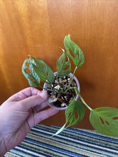 Monstera Obliqua Napo