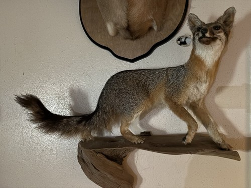Fox taxidermy full - taxidermy,