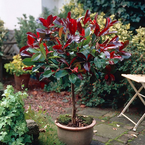 Standard trees photinia carre - standard,