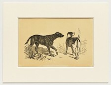 LURCHER & FOXHOUND DOG - c. 1850 Mounted Antique Animal Print - Colour Woodblock