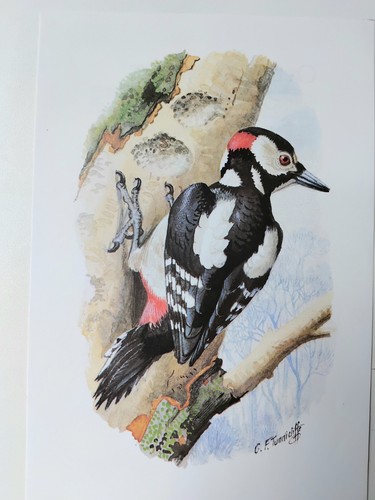 Charles tunnicliffe vintage - charles,