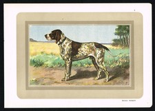 French Pointer (Braque