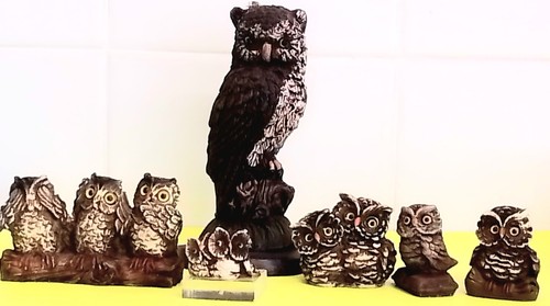 Lot small owl - of,