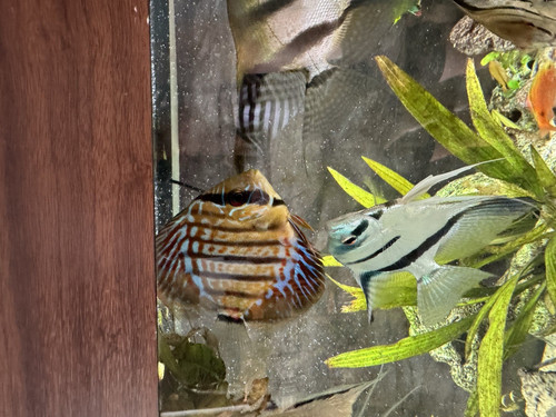Tropical fish