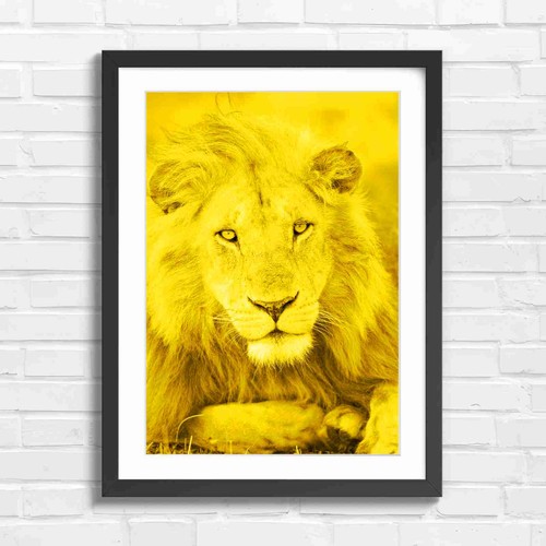 Majestic male lion portrait - majestic,