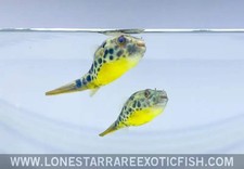 Spotted Congo Puffer /
