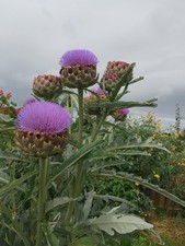 Giant Ornamental Thistle Cardoon Cynara Cardunculus HP Sow March Dried 20 Seeds