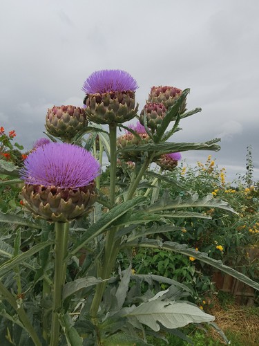 Giant ornamental thistle - giant,