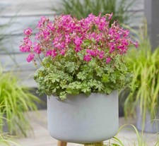 Hardy Geranium Cantabrigiense