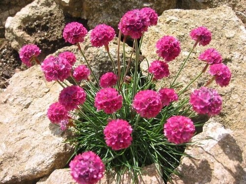 Armeria maritima nifty - armeria,