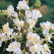 Lonicera Winter Beauty
