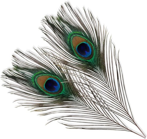 Weddecor small real - small, peacock
