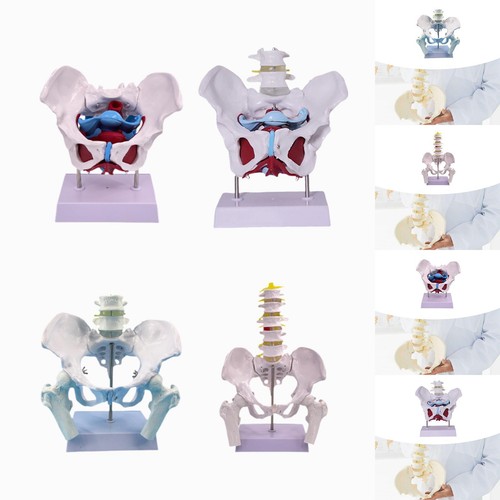Female pelvis model - pelvis, teaching