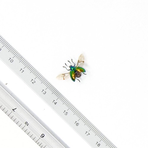 Two leaf beetles - two,