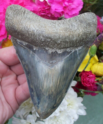 Beautiful sharply serrated - beautiful,,