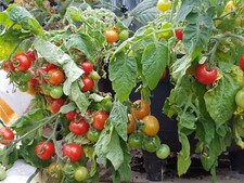 Bajaja red cherry tomato seed x 20, basket-type