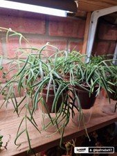 Hoya Linearis 'Wax Plant'