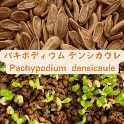 Pachypodium densicaule