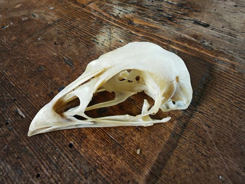 Real pheasant cock skull - cock,