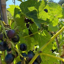 Grape Pinot Noir | Vitis vinifera Outdoor Plants | Plants Outdoor Garden Ready