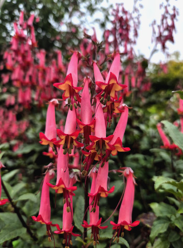 Cape fuchsia evergreen - fuchsia,