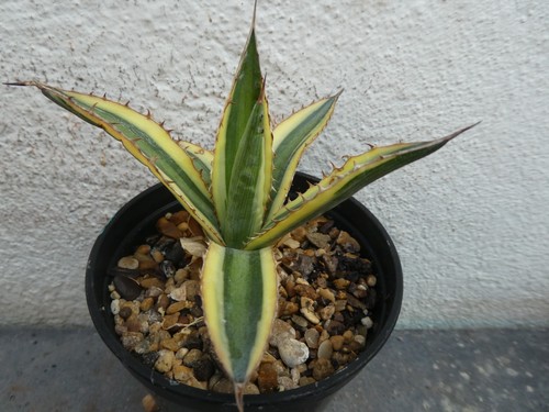 Agave lopantha quadricolor - agave,